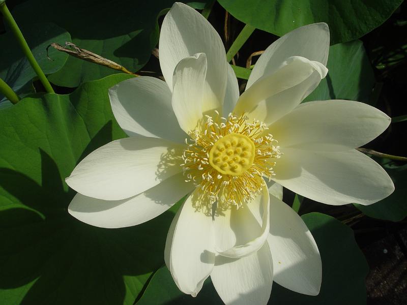 booroowhangary-nov09 057.jpg